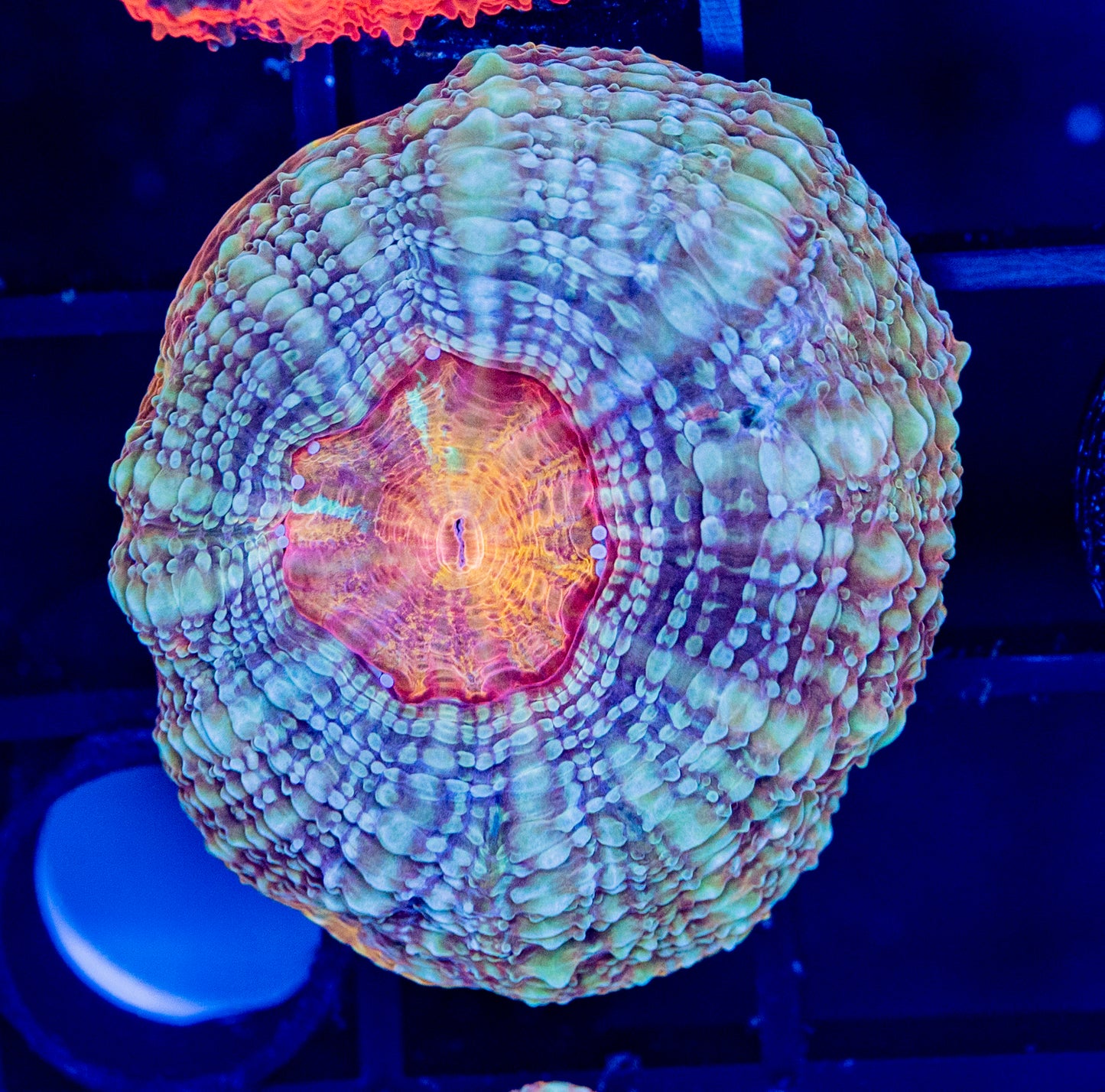 C36 Dragon Breath BOWERBANKI