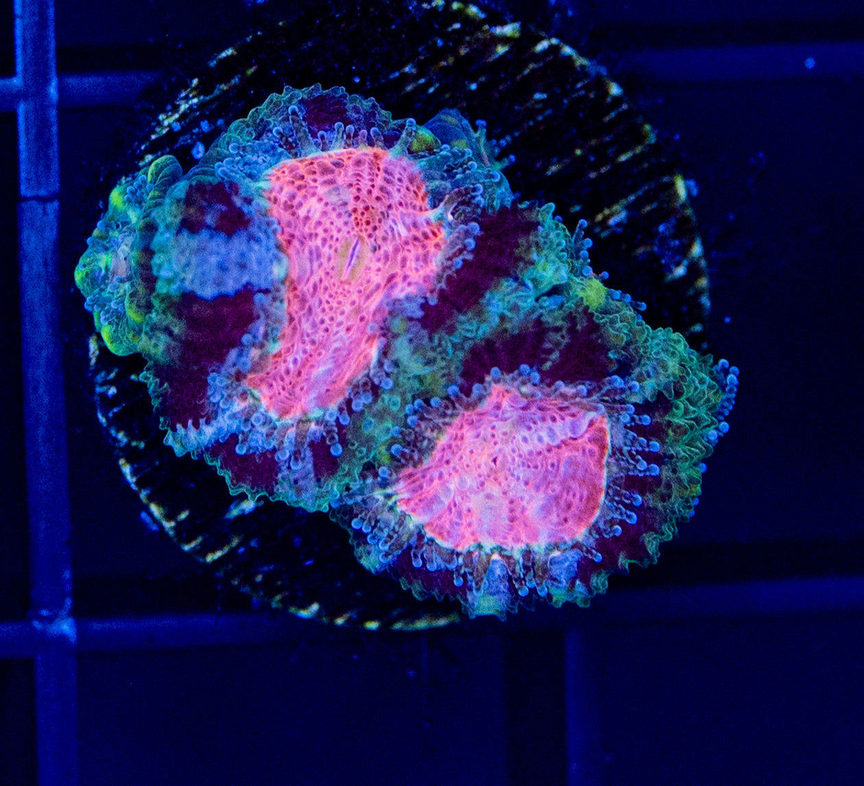 C37F BubbleYum MICROMUSSA