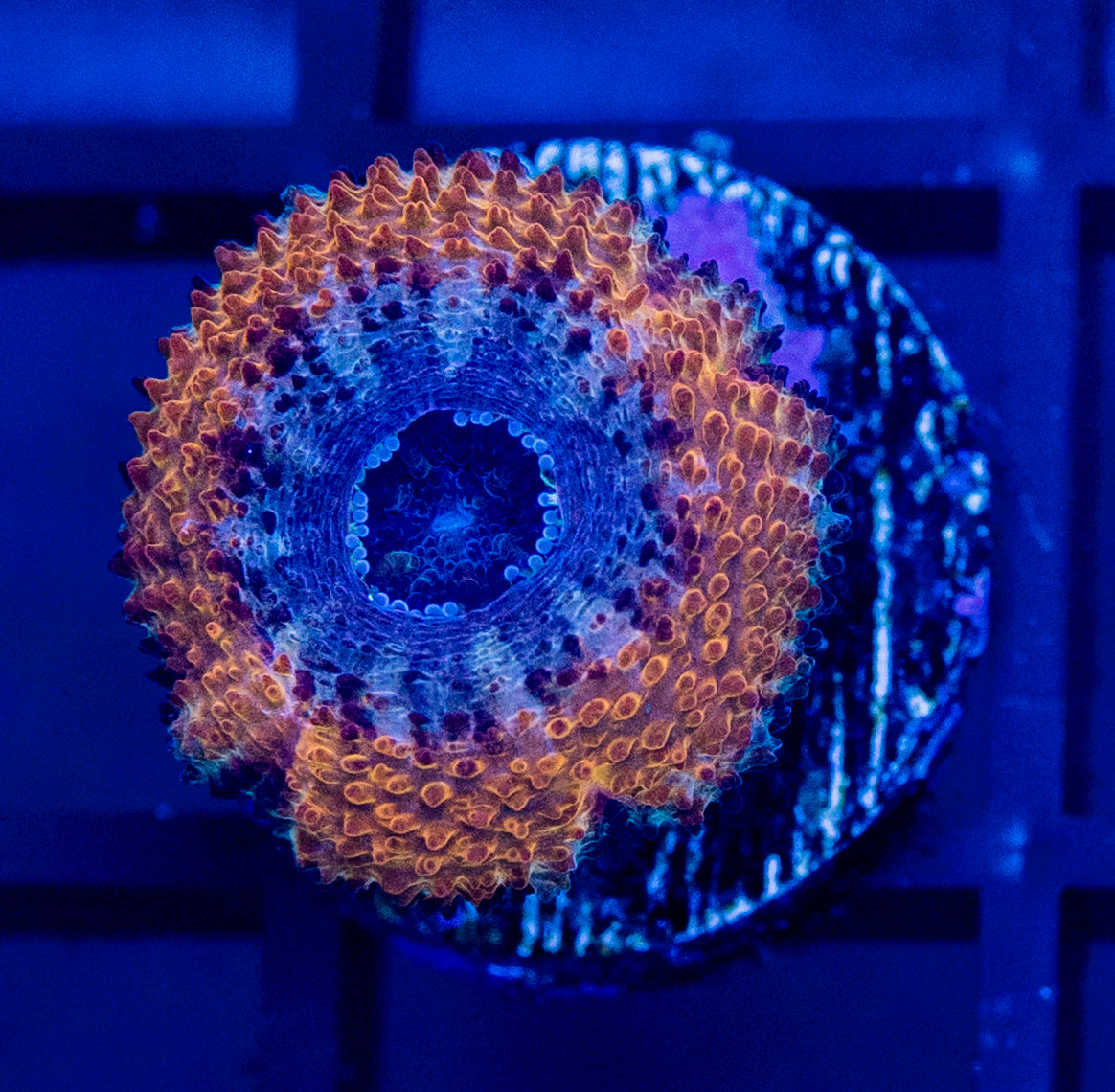 C39 ACANS