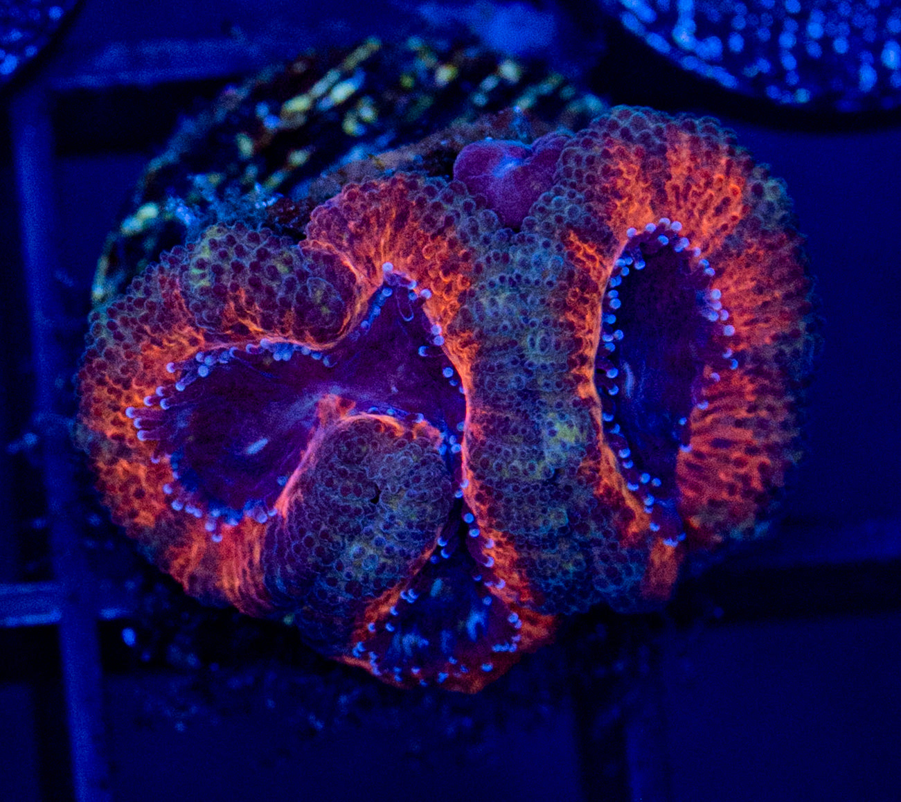 C44F MICROMUSSA