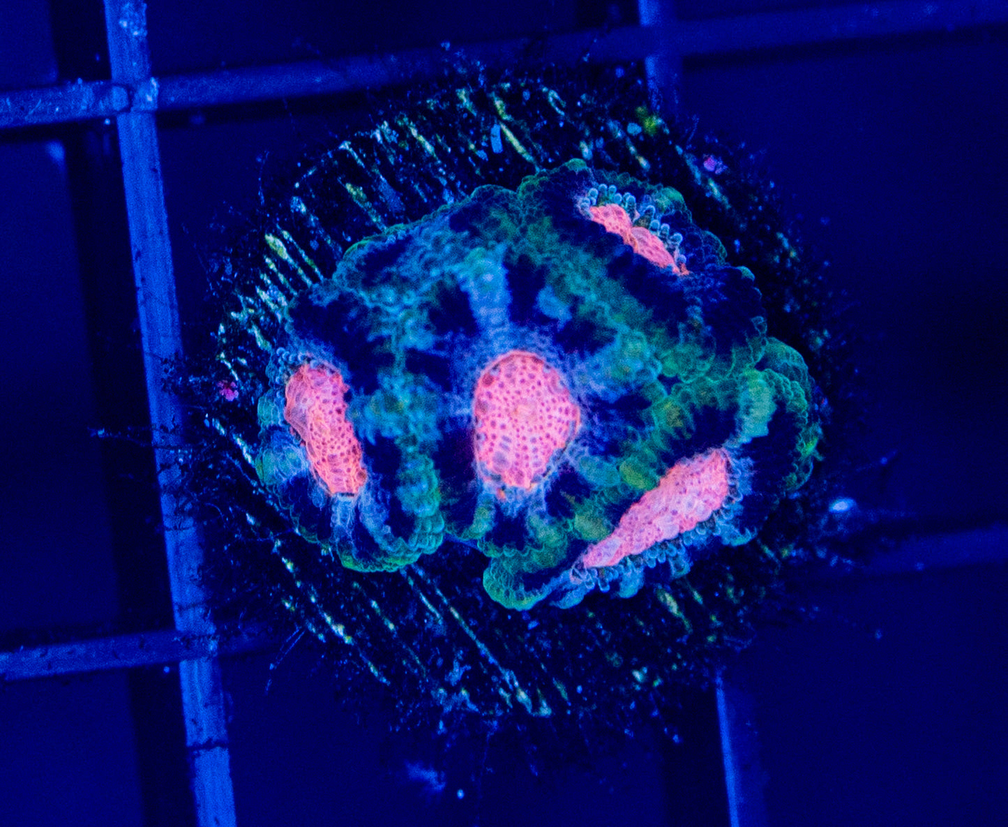 C62 F WATERMELON MICROMUSSA