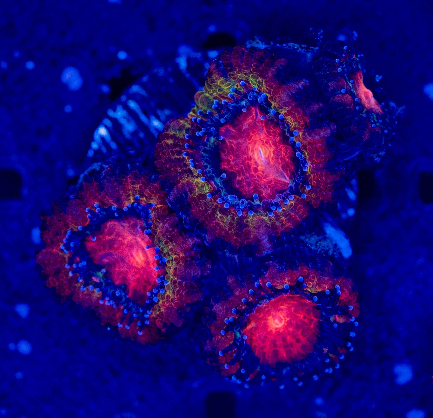Rainbow Acan WYSIWYG-F61