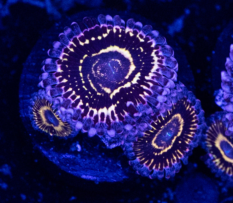 stratosphere zoa
