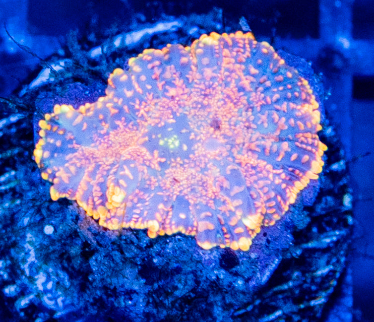 D02 B MUSHROOM