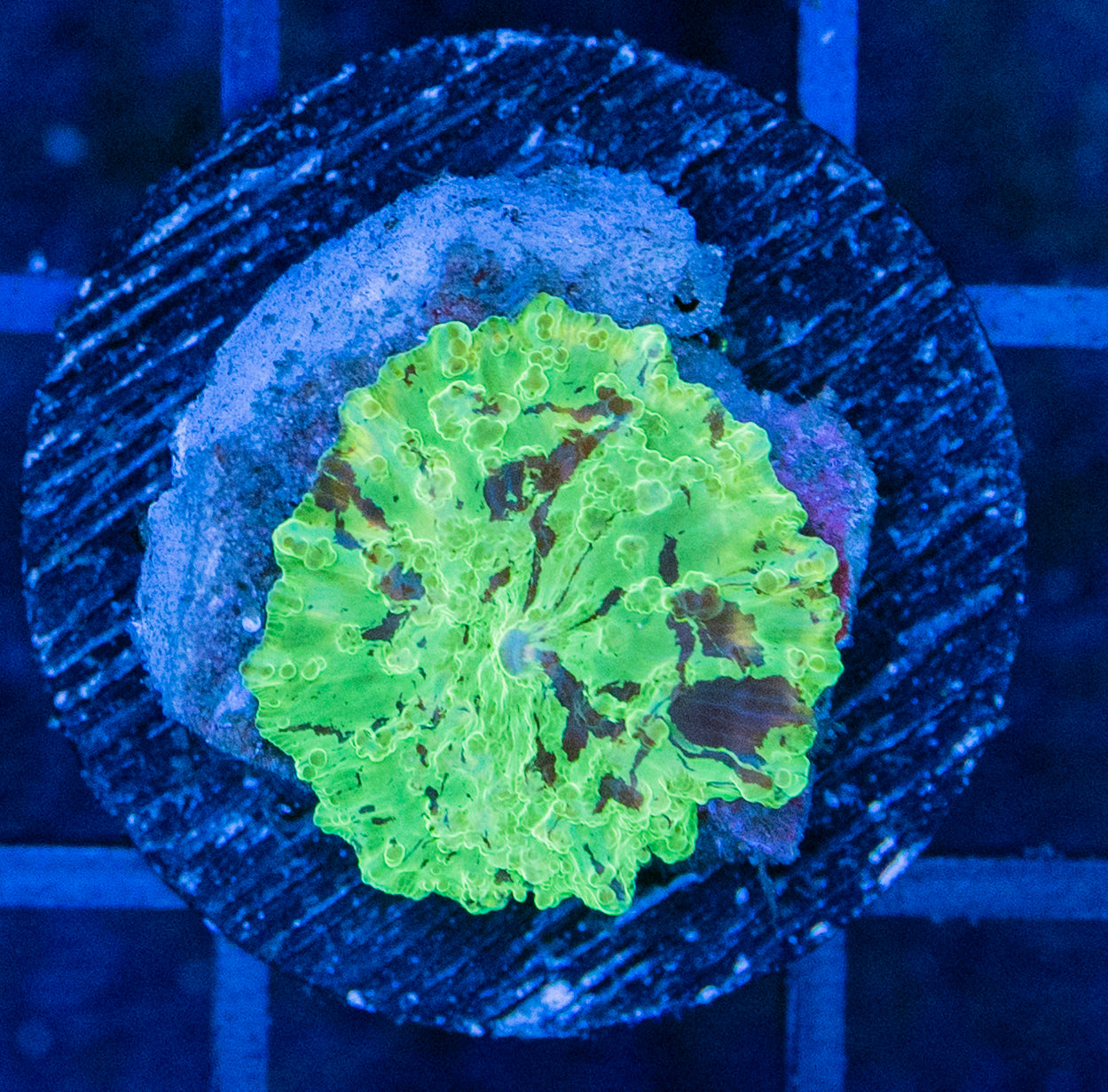 D04B Golden Krytonite Jawbreaker MUSHROOM