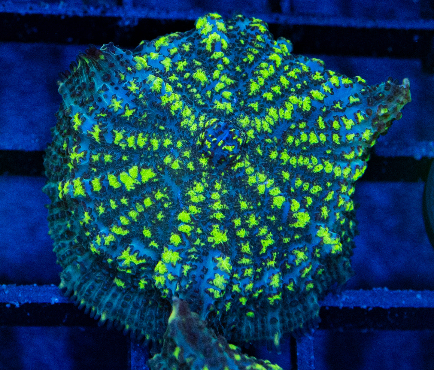 D06B URANIUM BOUNCEMushroom