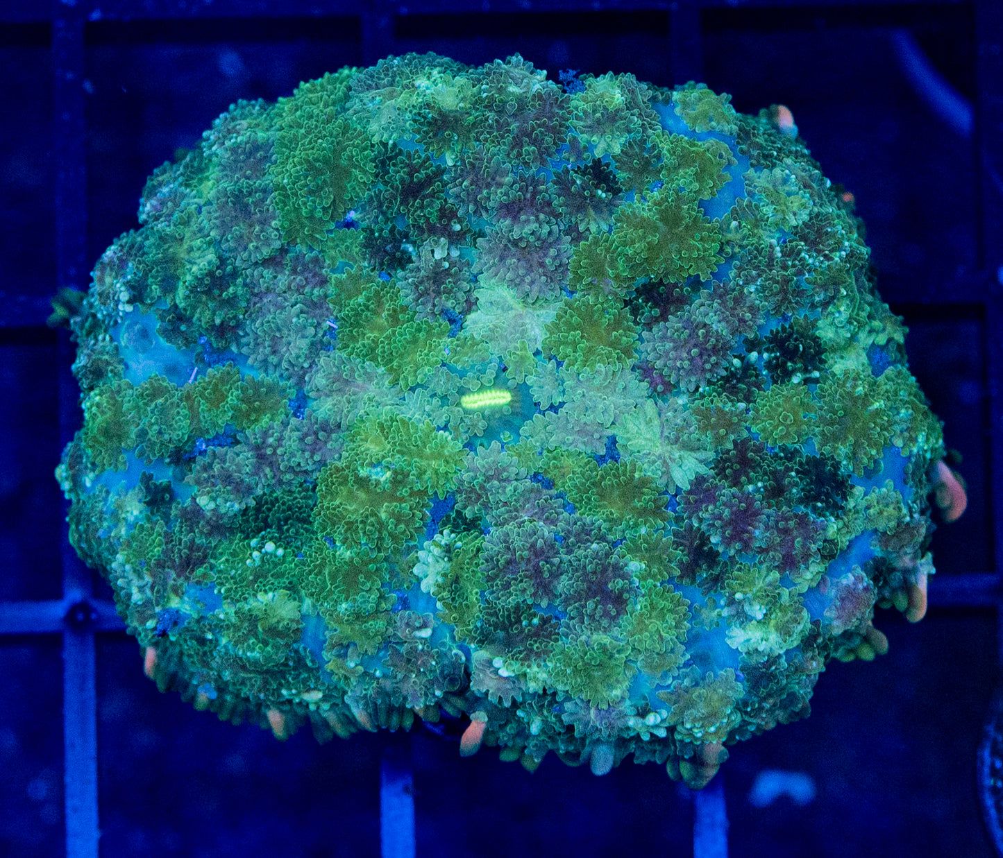 D07 B PIN CUSHION MUSHROOM