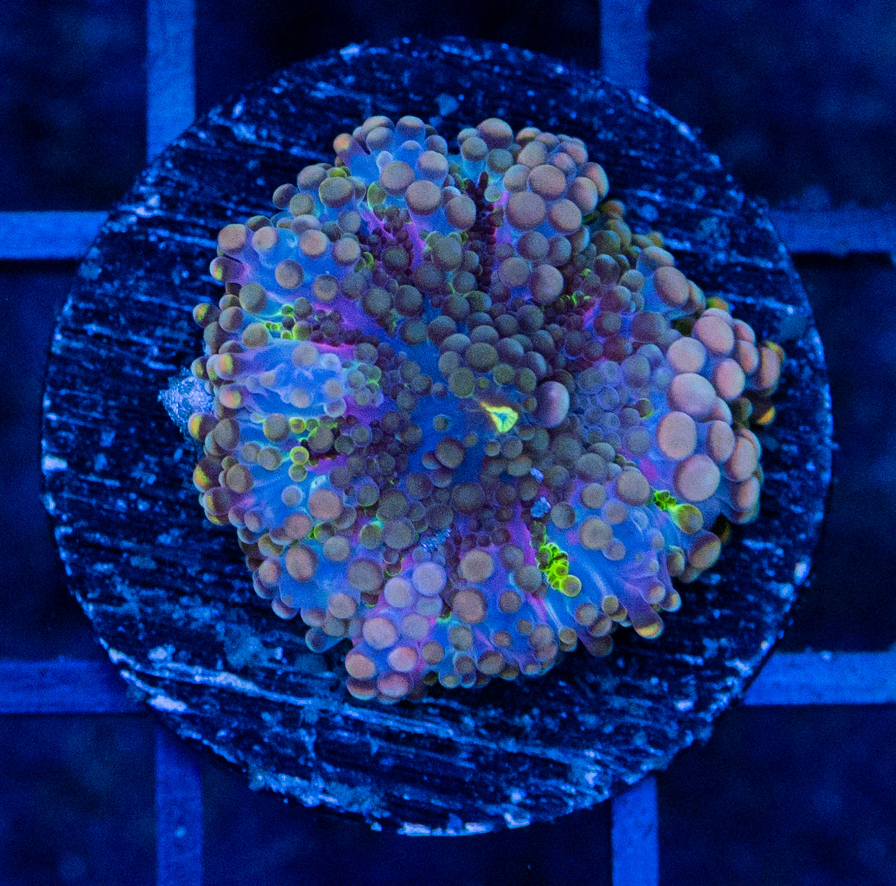 D10B Rainbow YUMA