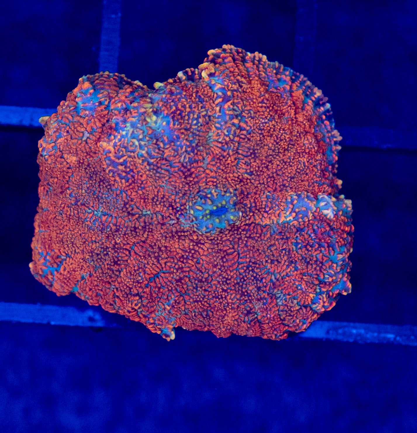 D16B MUSHROOM
