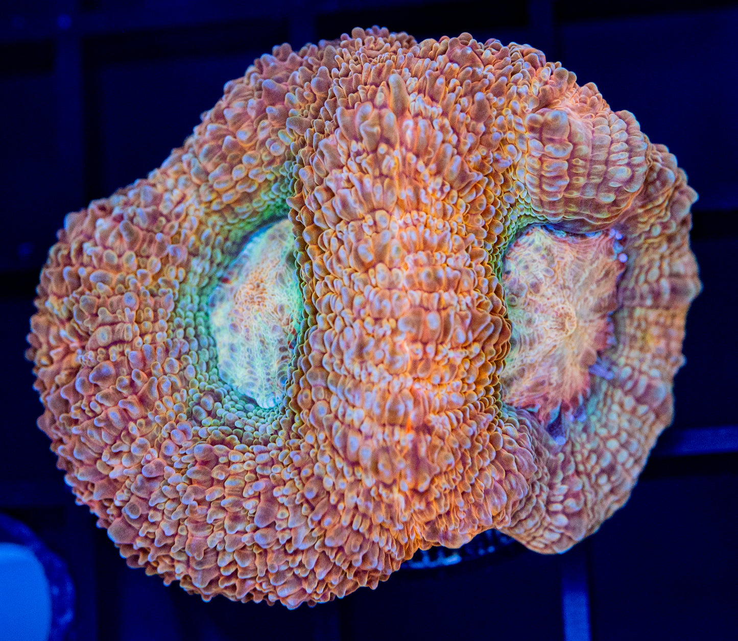 D33 BOWERBANKI