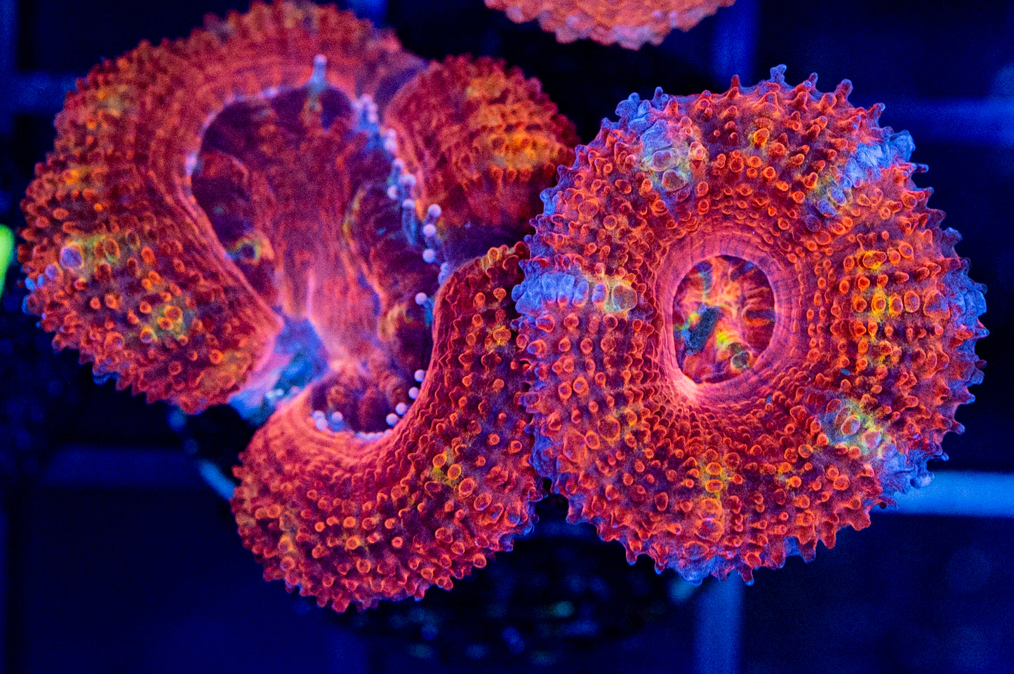 D35 ACAN