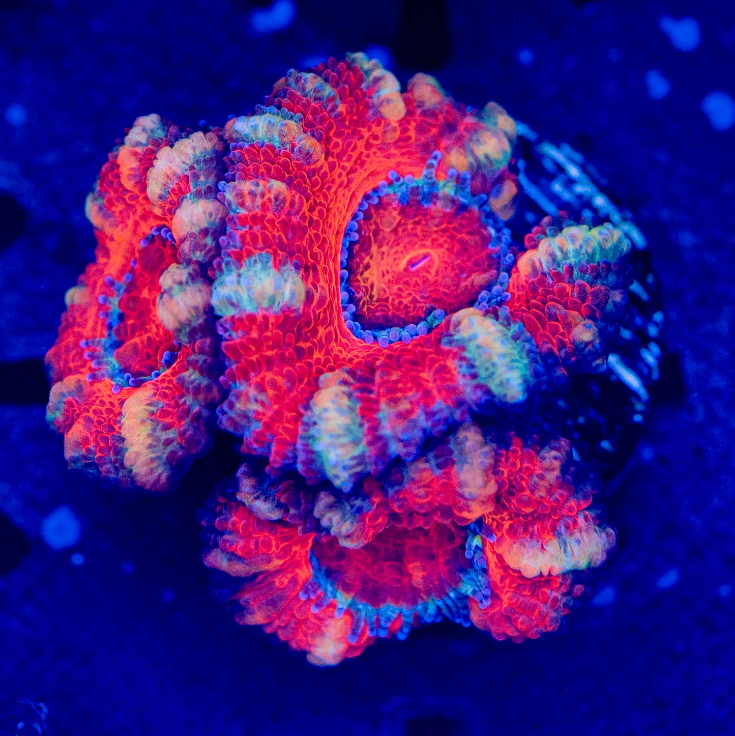 Acan WYSIWYG-W22