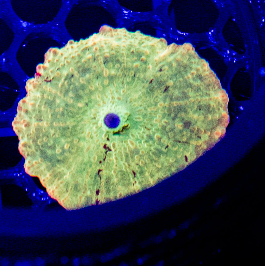 D39 JAWBREAKER / SPECIAL