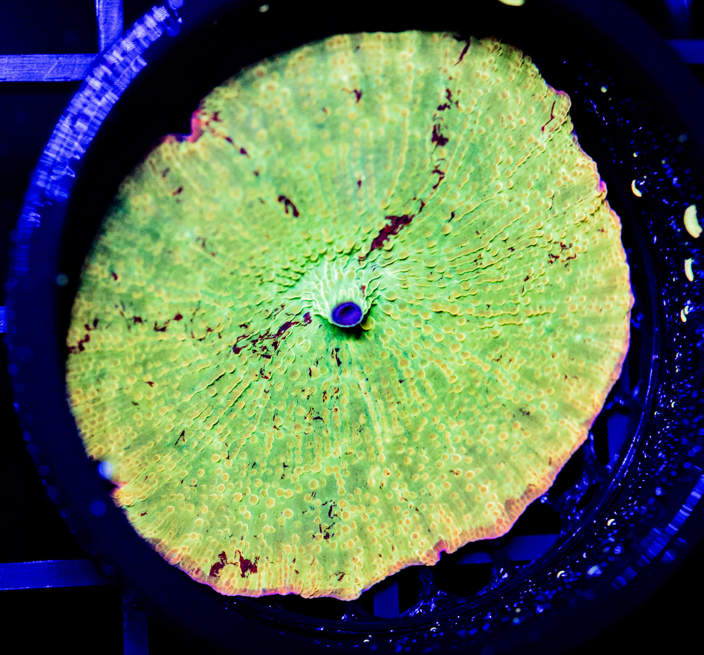 D40 Jawbreaker