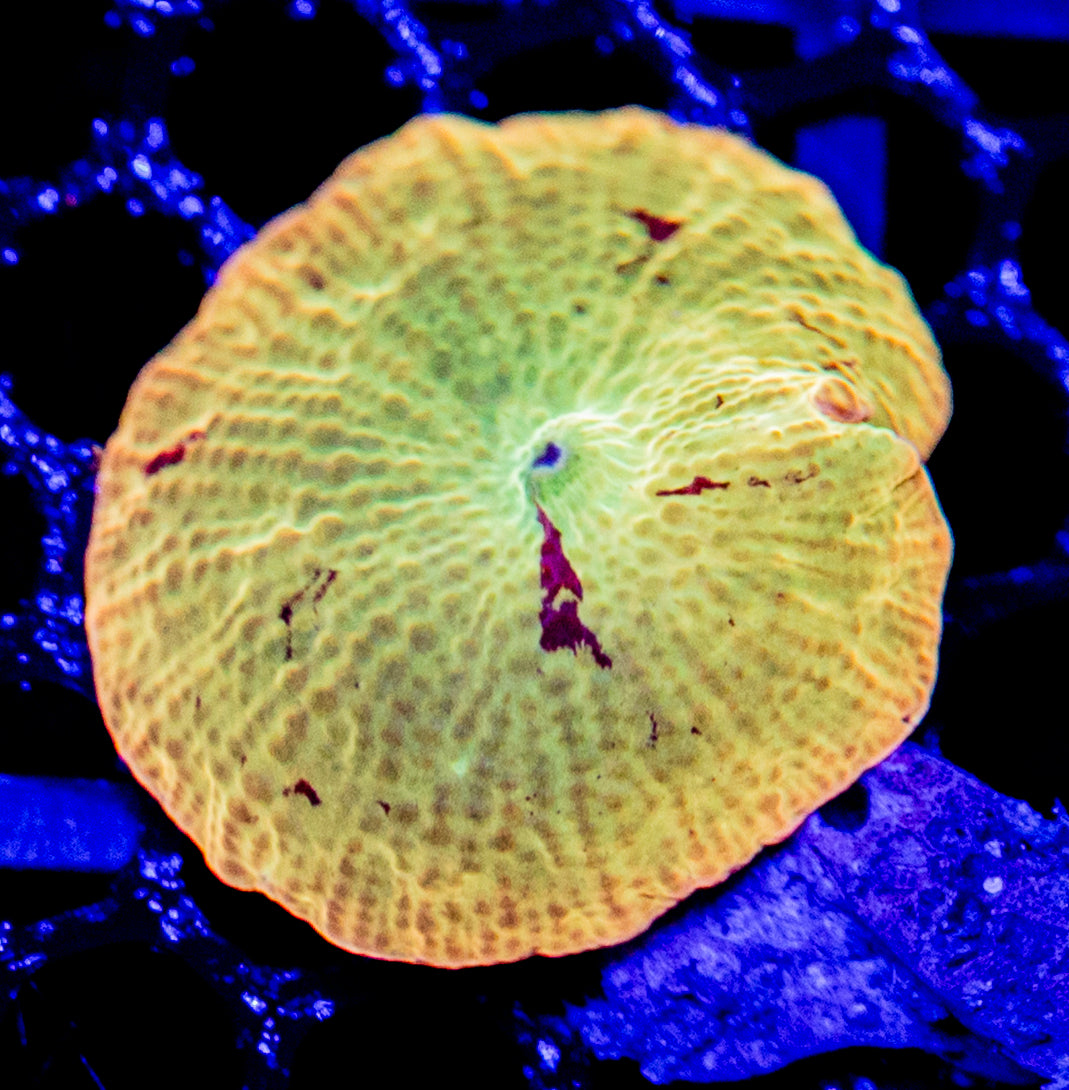 D42 JAWBREAKER