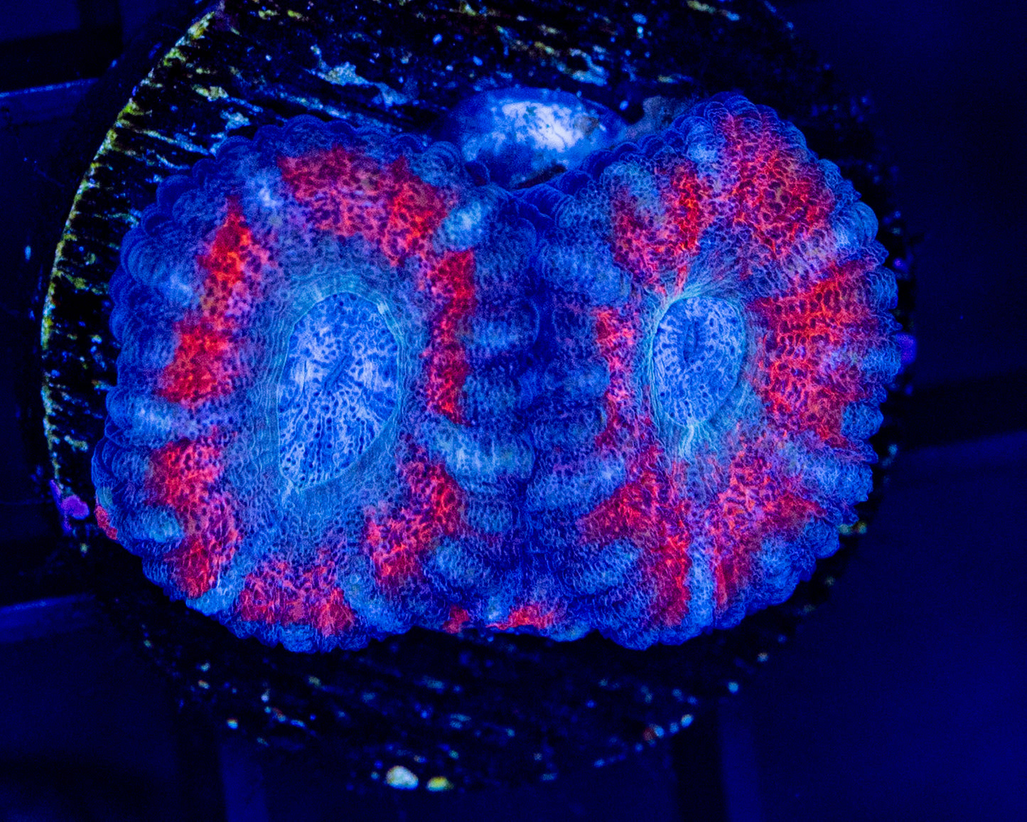 D45F ACAN/ SPECIAL