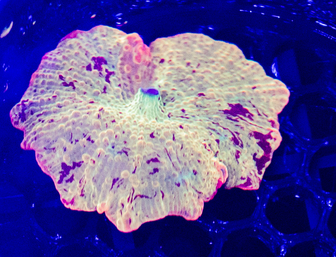 D47 JAWBREAKER