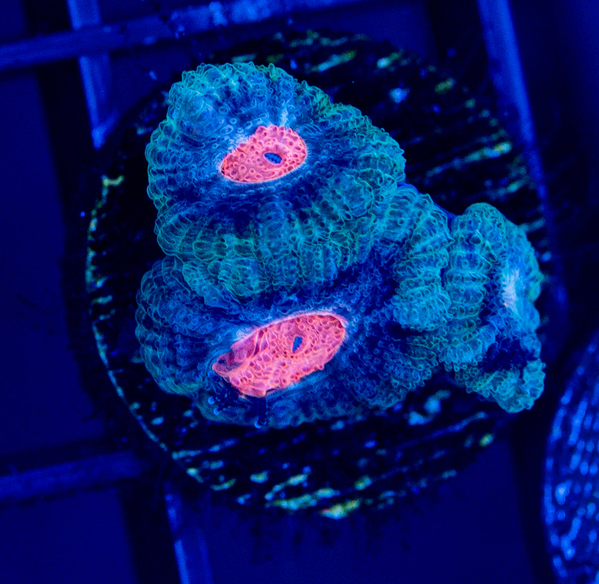D49F Bubbleyum MICROMUSSA