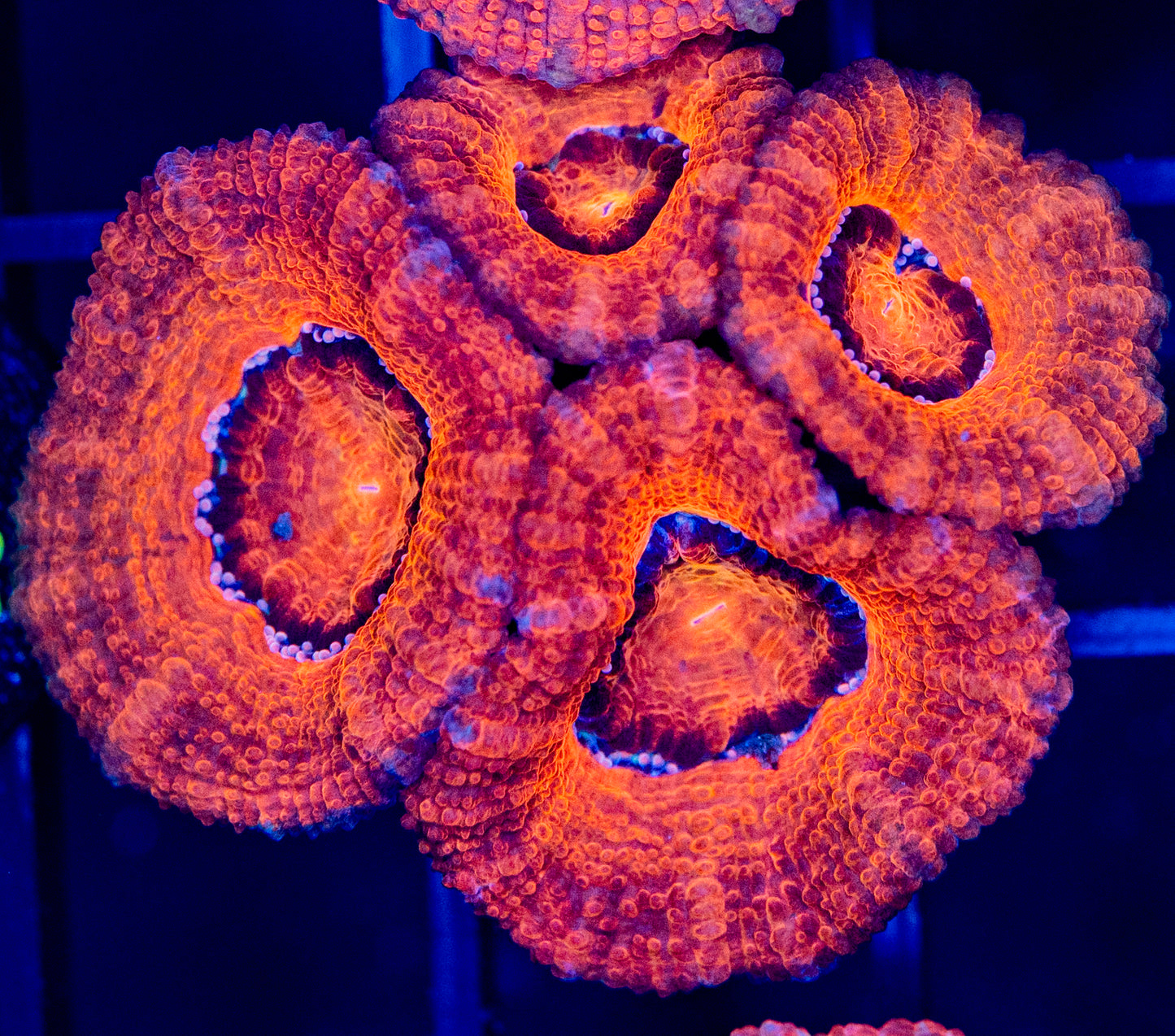 D50 ACAN / SPECIAL