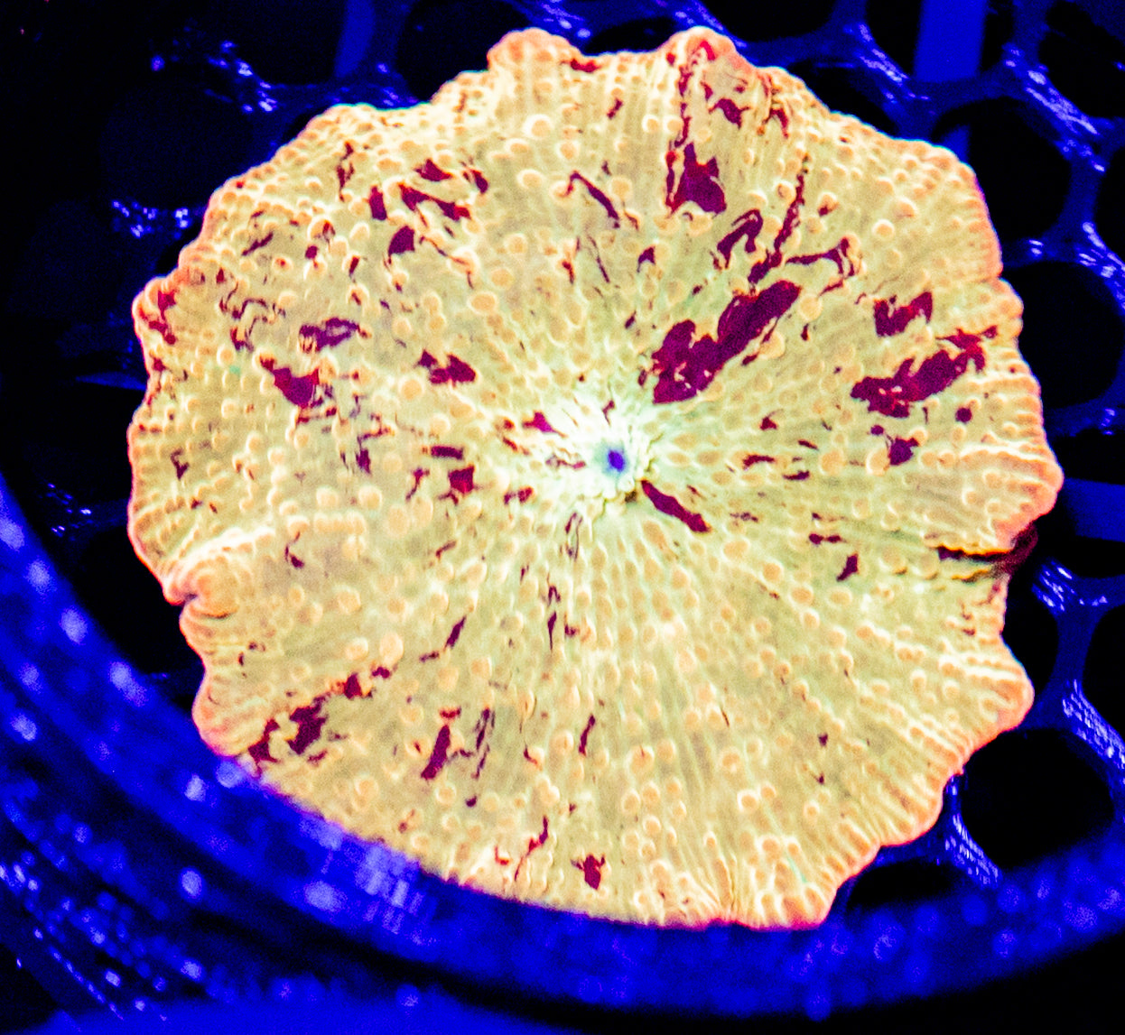 D52 JAWBREAKER