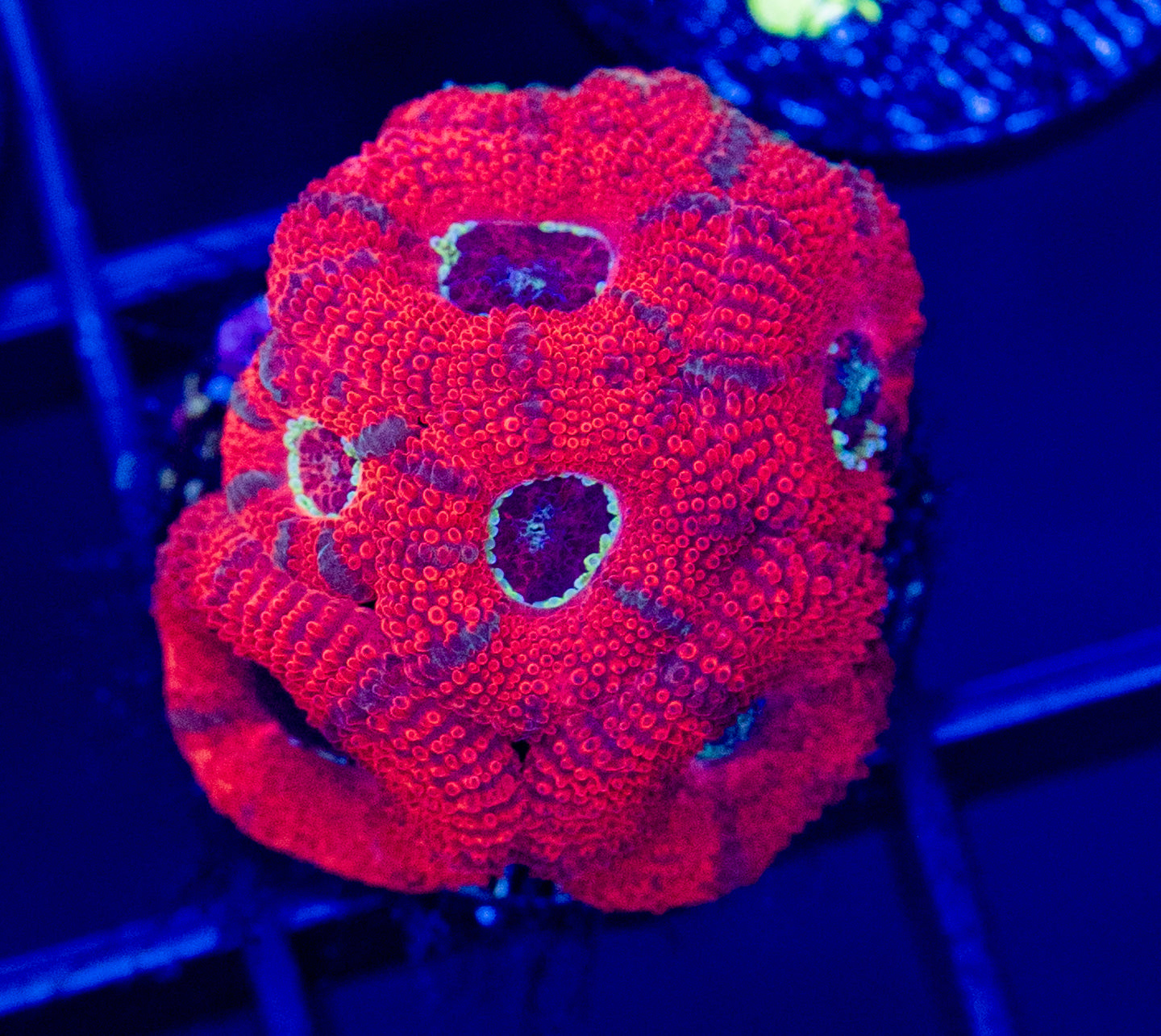 D56F Cherry Blossom MICROMUSSA