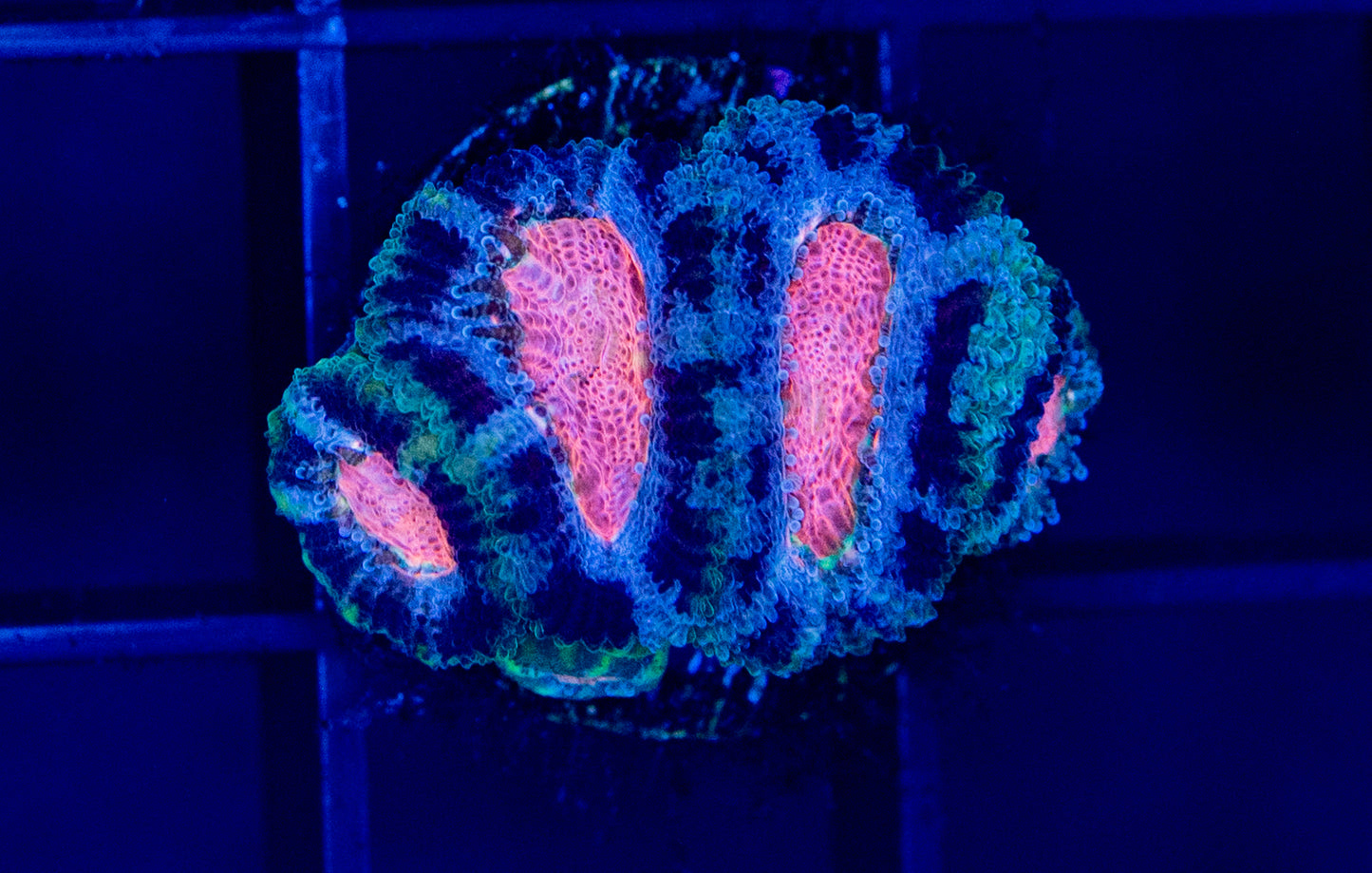 D61F RAS Bubbleyum MICROMUSSA