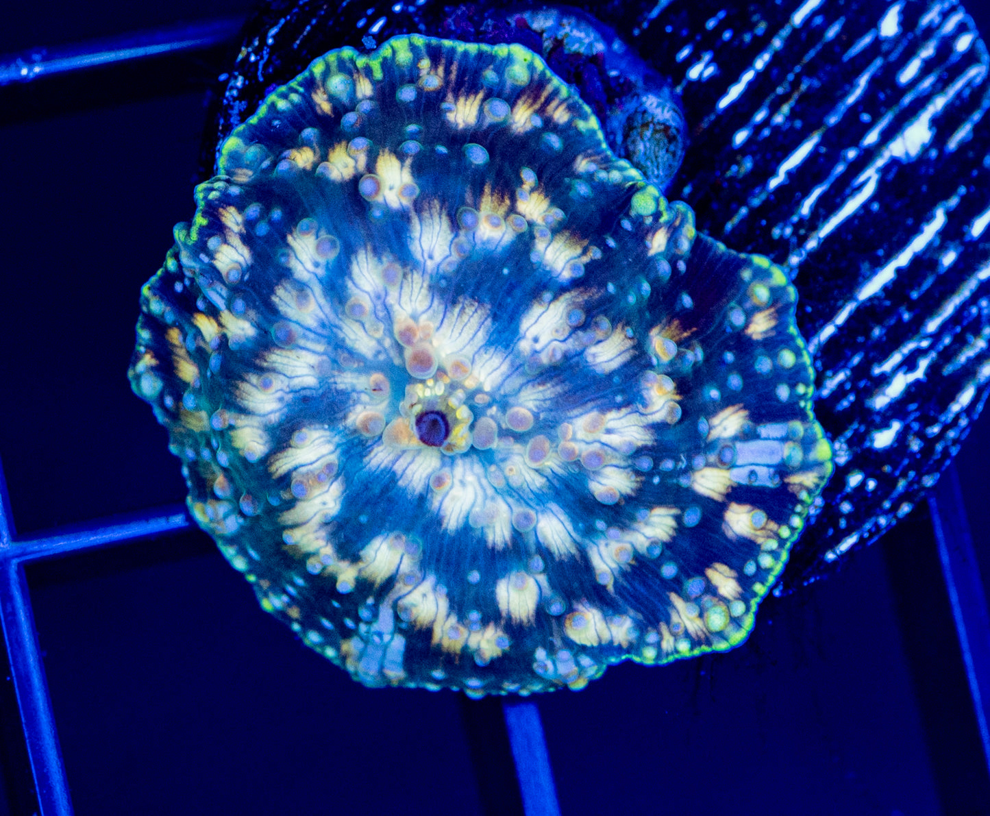 D63 F DISCO MUSHROOM