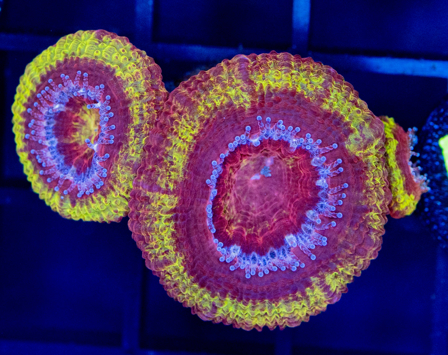 D66 IRONMAN ACAN