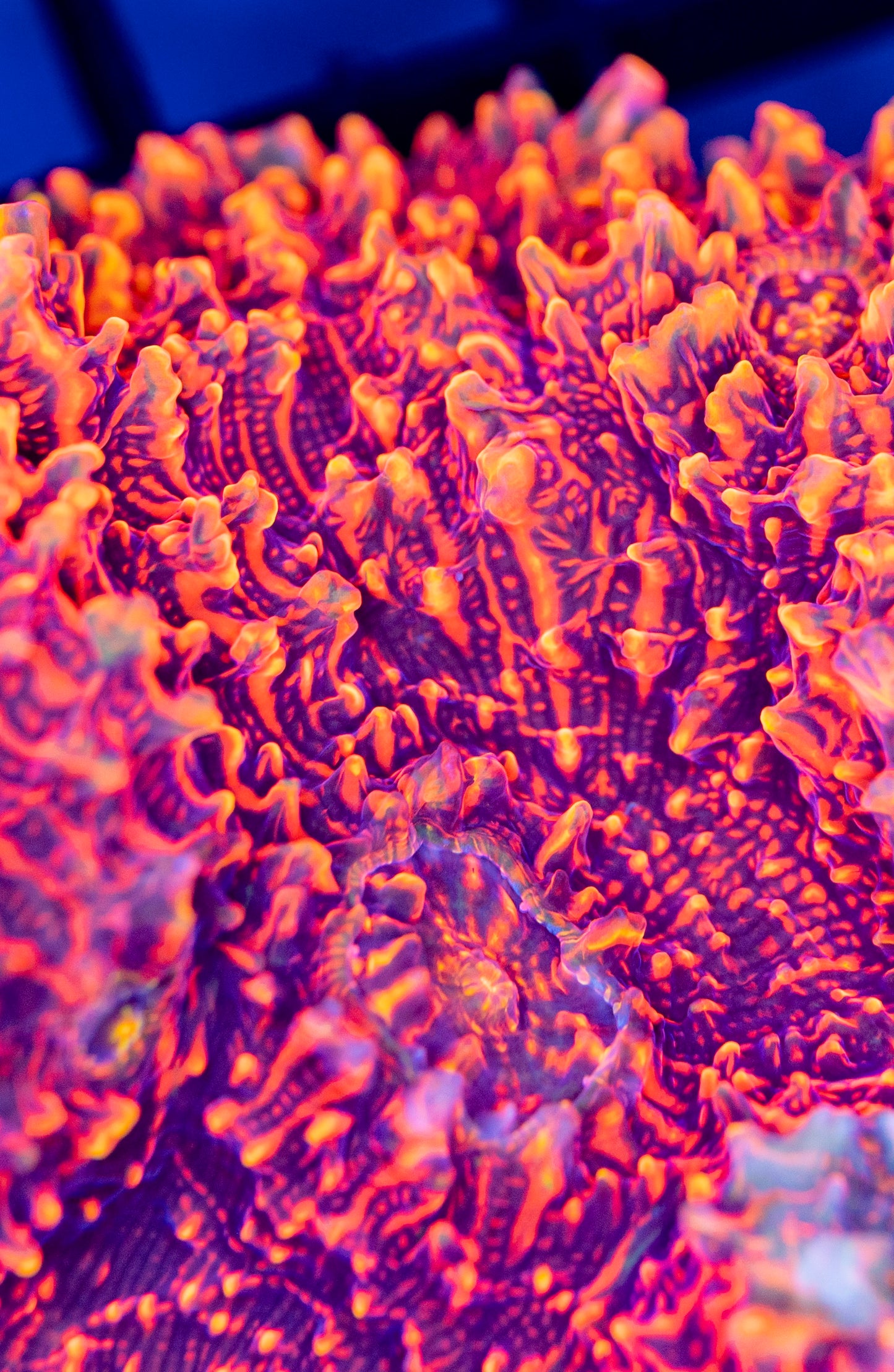 RAS Dante’s inferno chalice