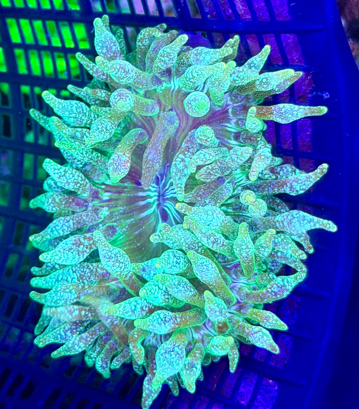 RAS Acid Wash Anemone