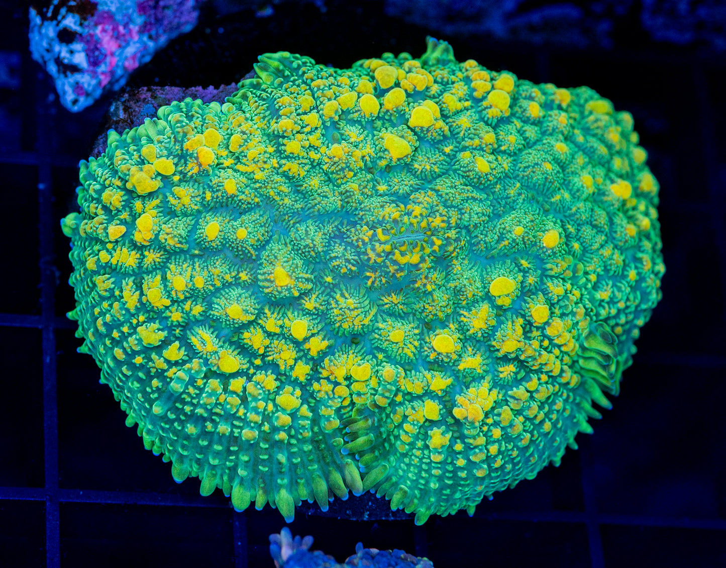 Lemon Beast Mushroom - WYSIWYG