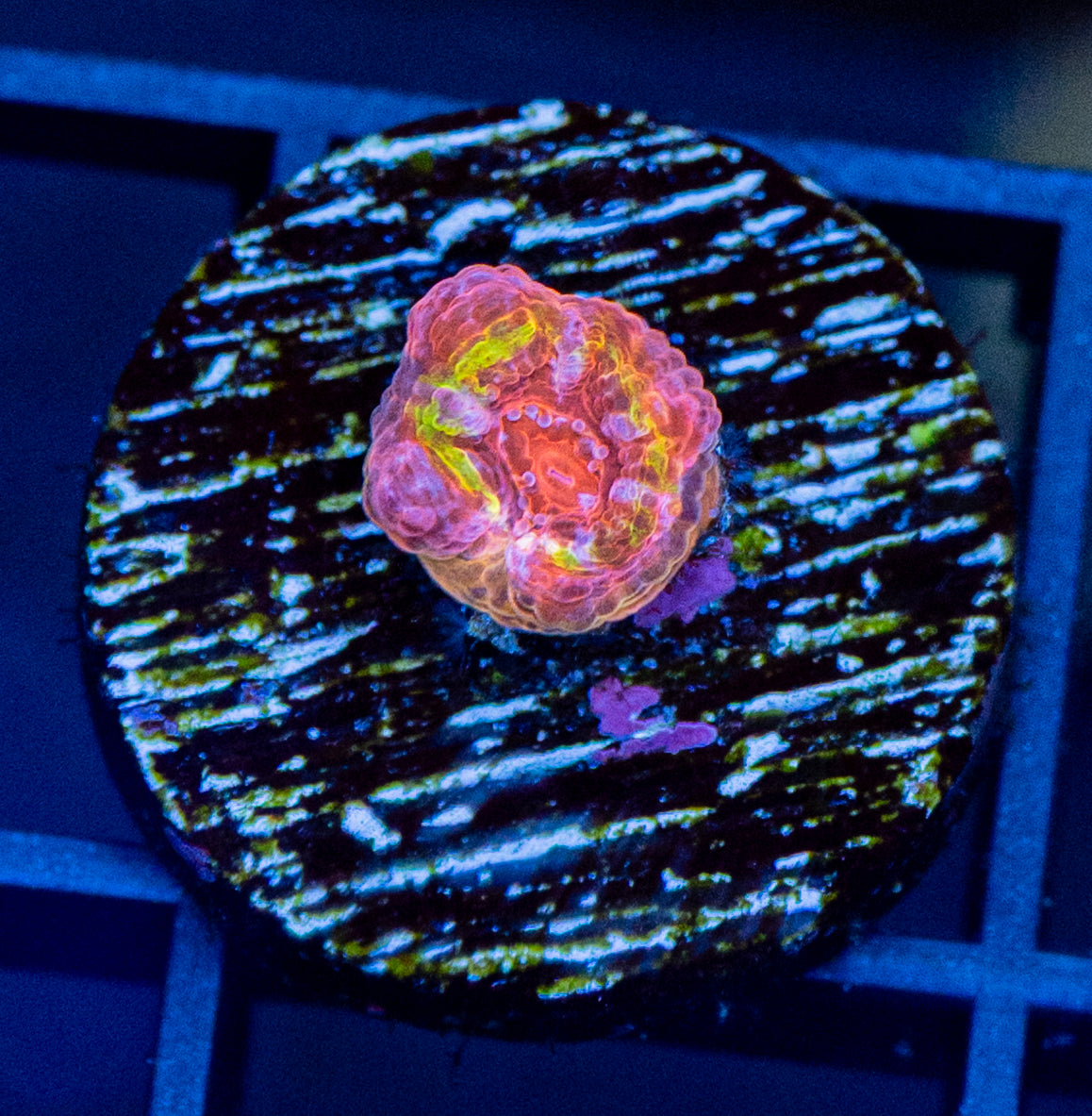 Black hole sun Acan