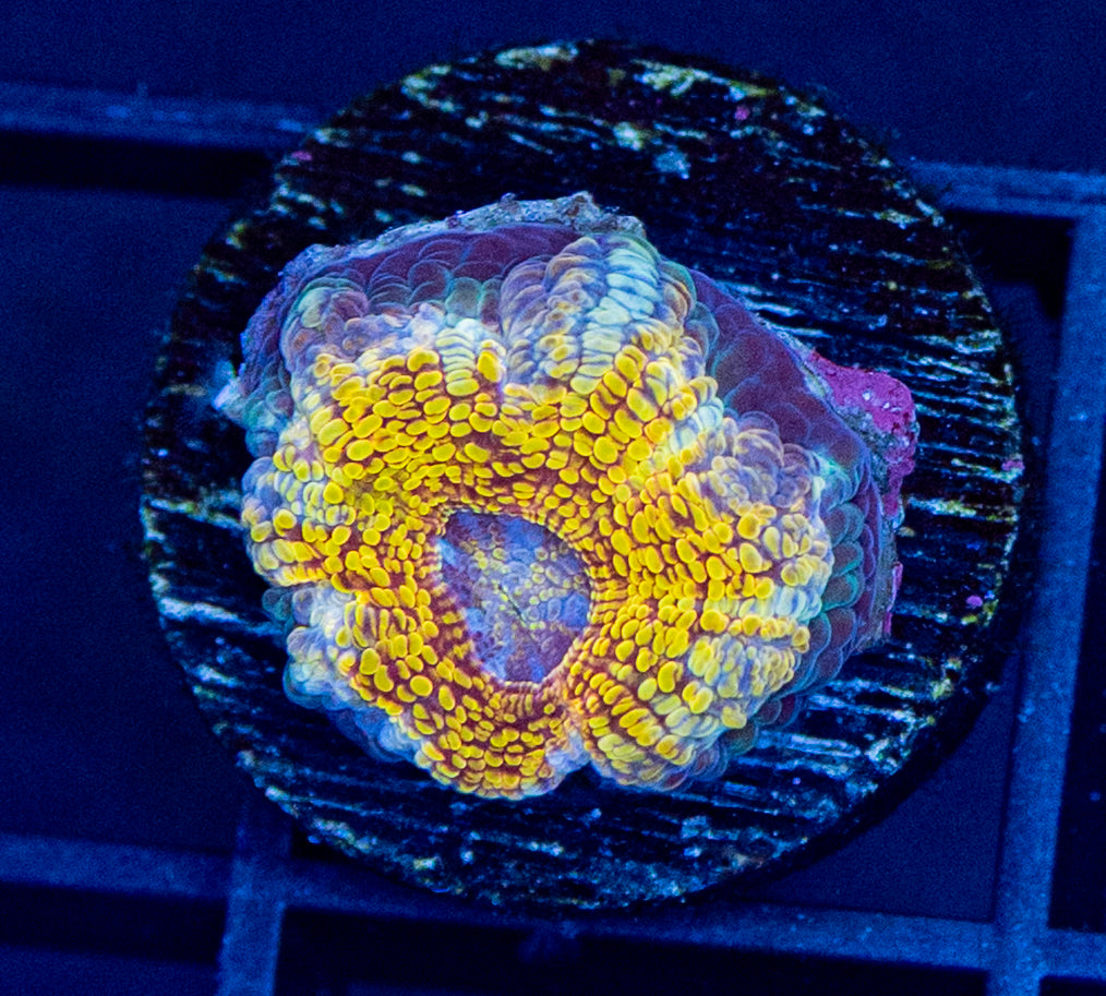 RAS 24k Hologram Acan