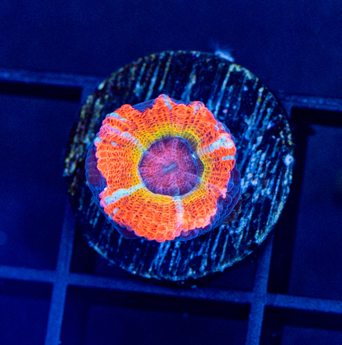 RAS Mango Jungle Acan WYSIWYG