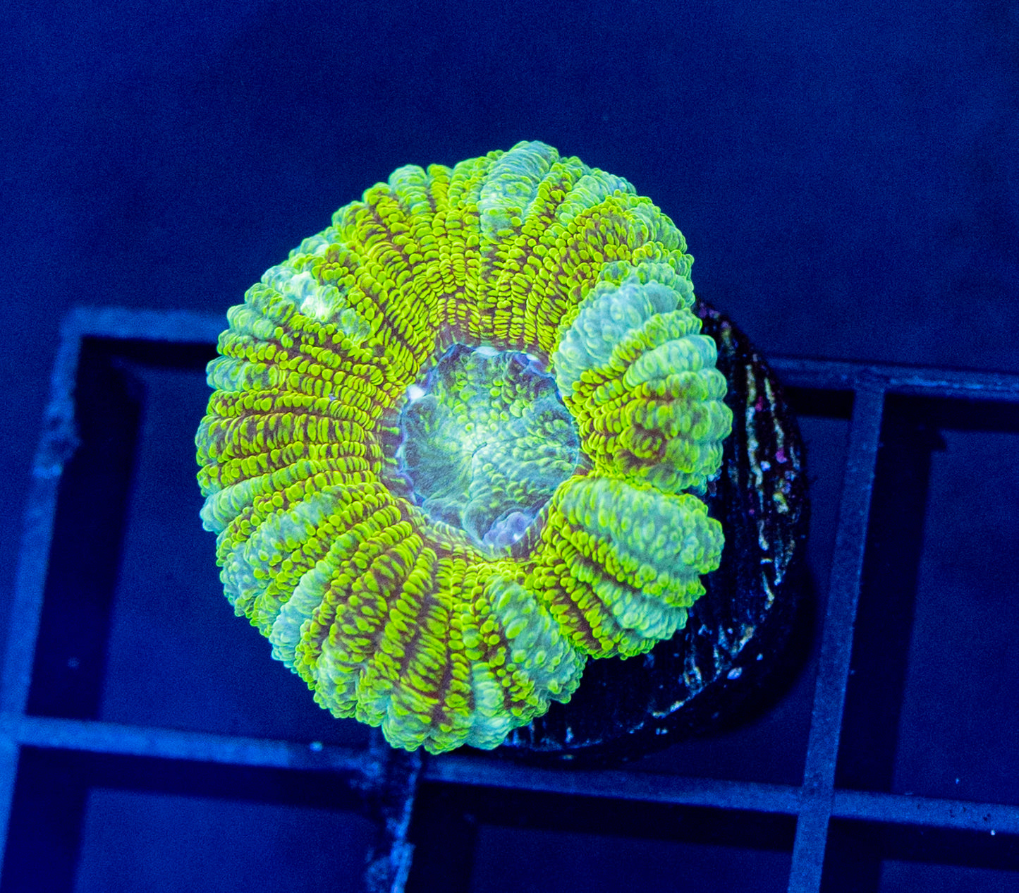 RAS Hologram Acan