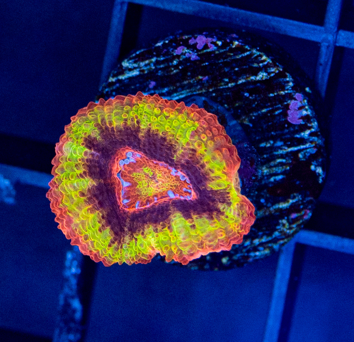 RAS Reverse Black hole sun Acan