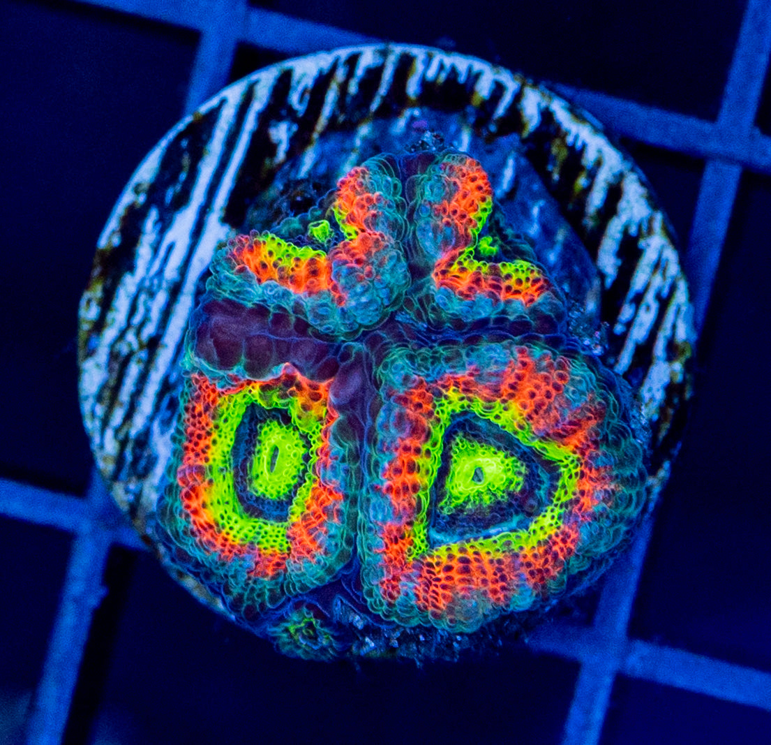Holy Grail Micromussa