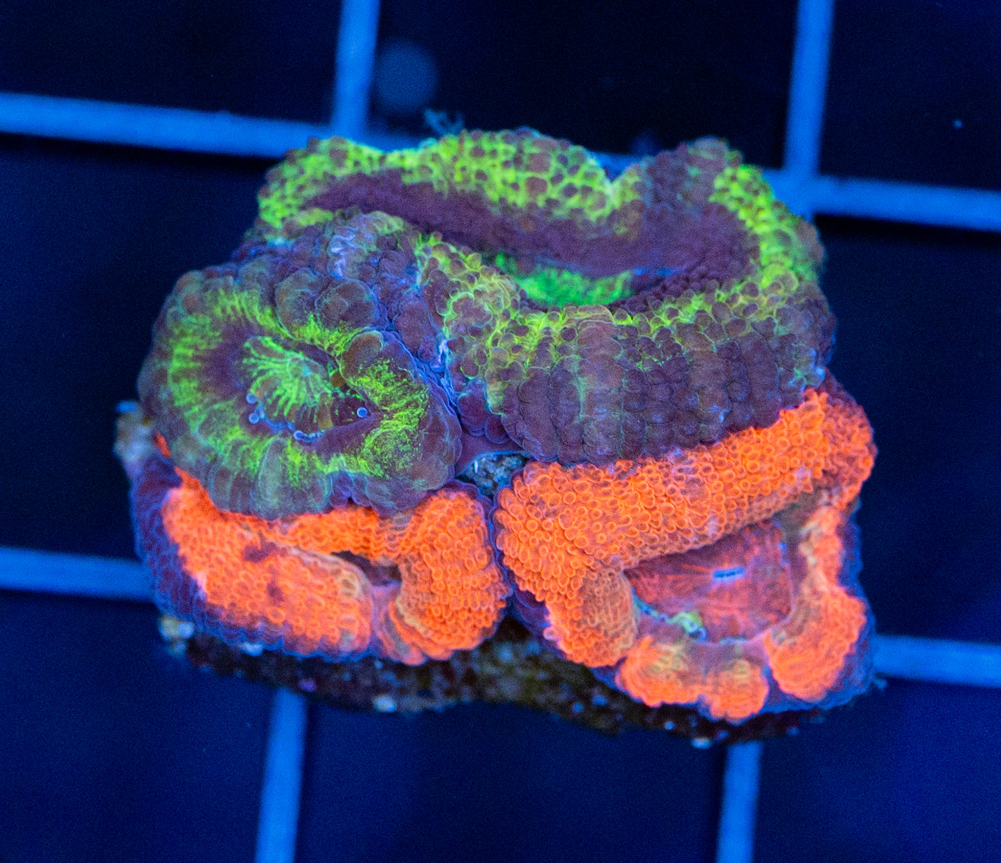 Acan Combo