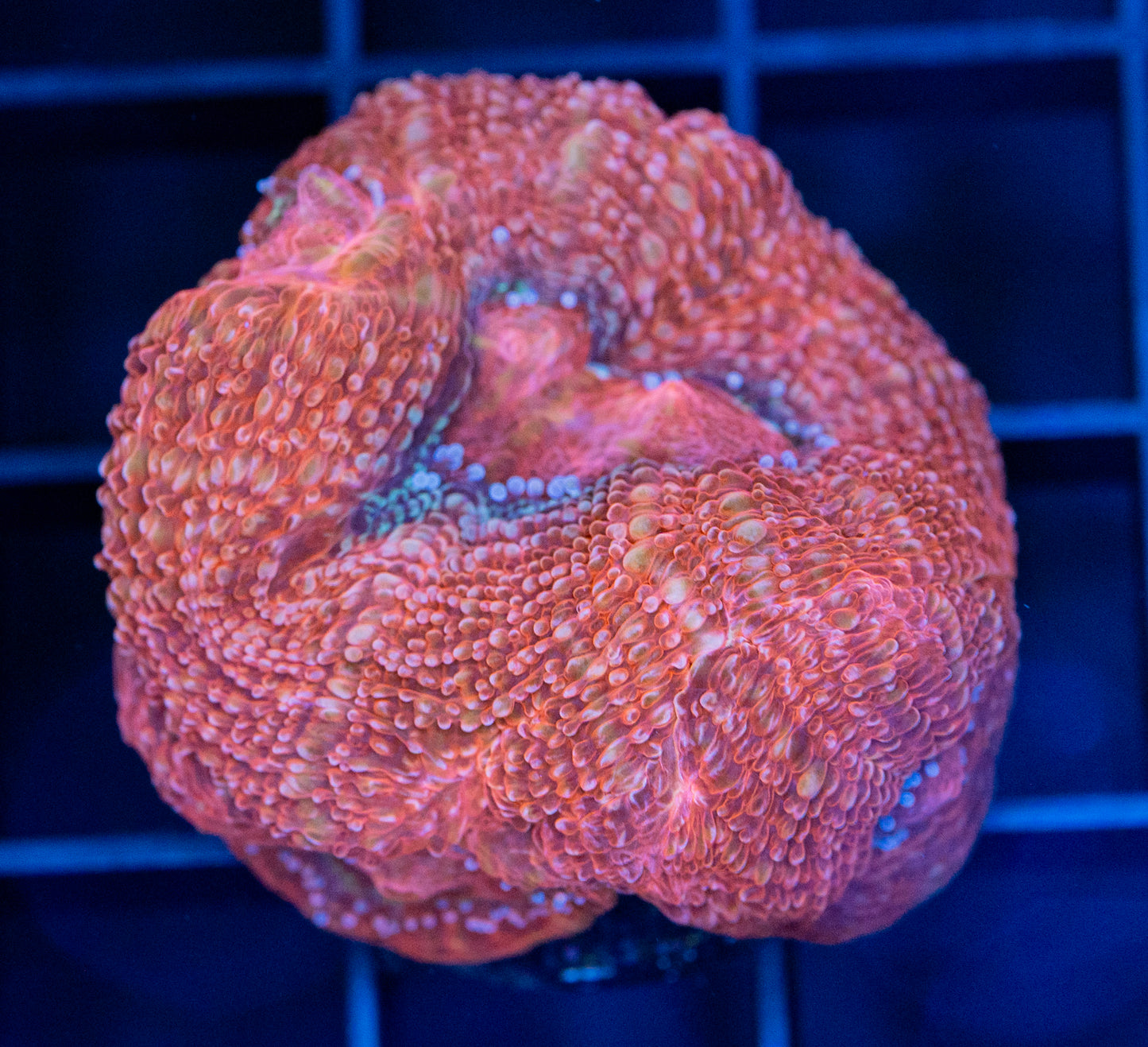 Bowerbanki