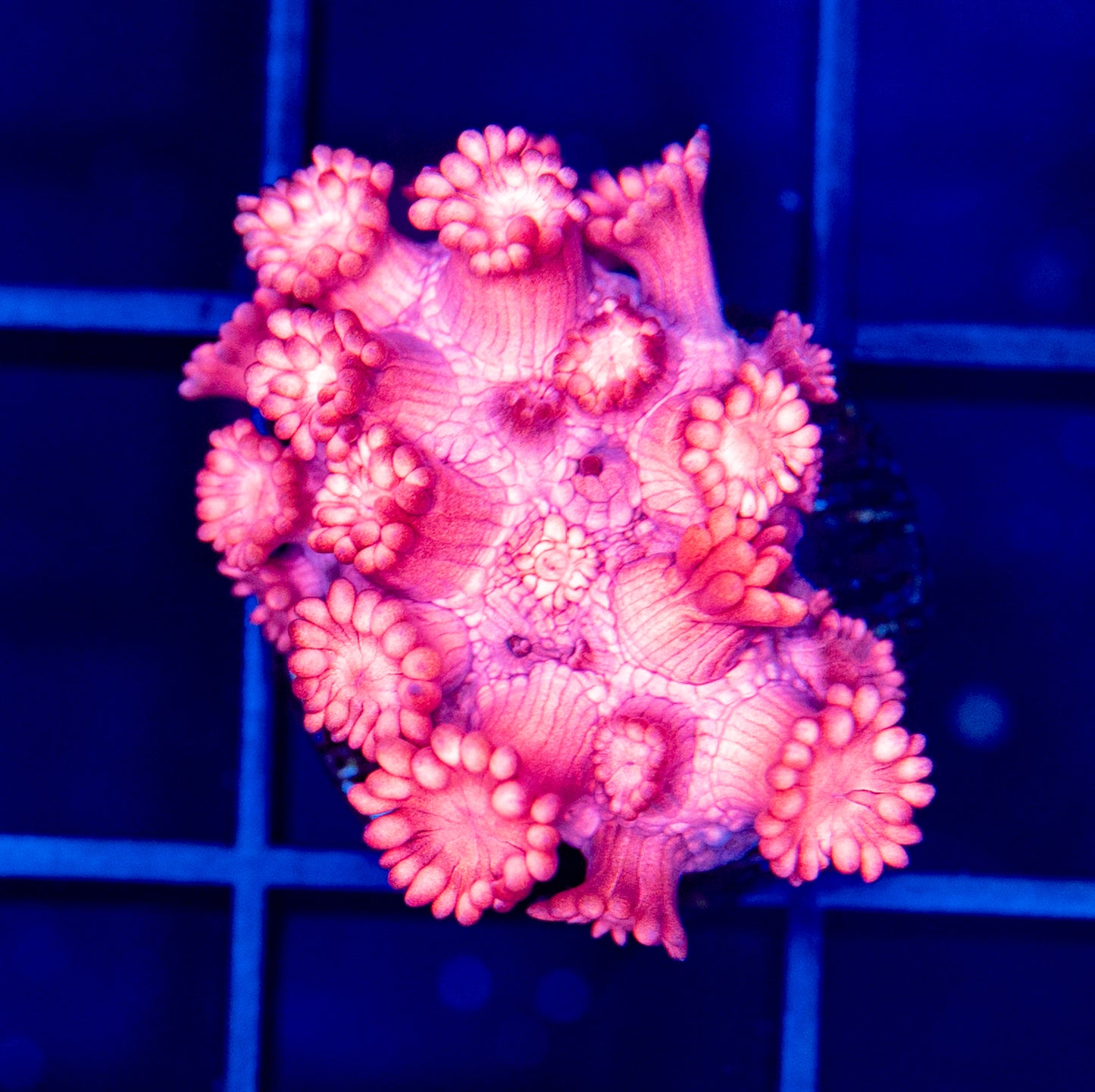 Pink Goni