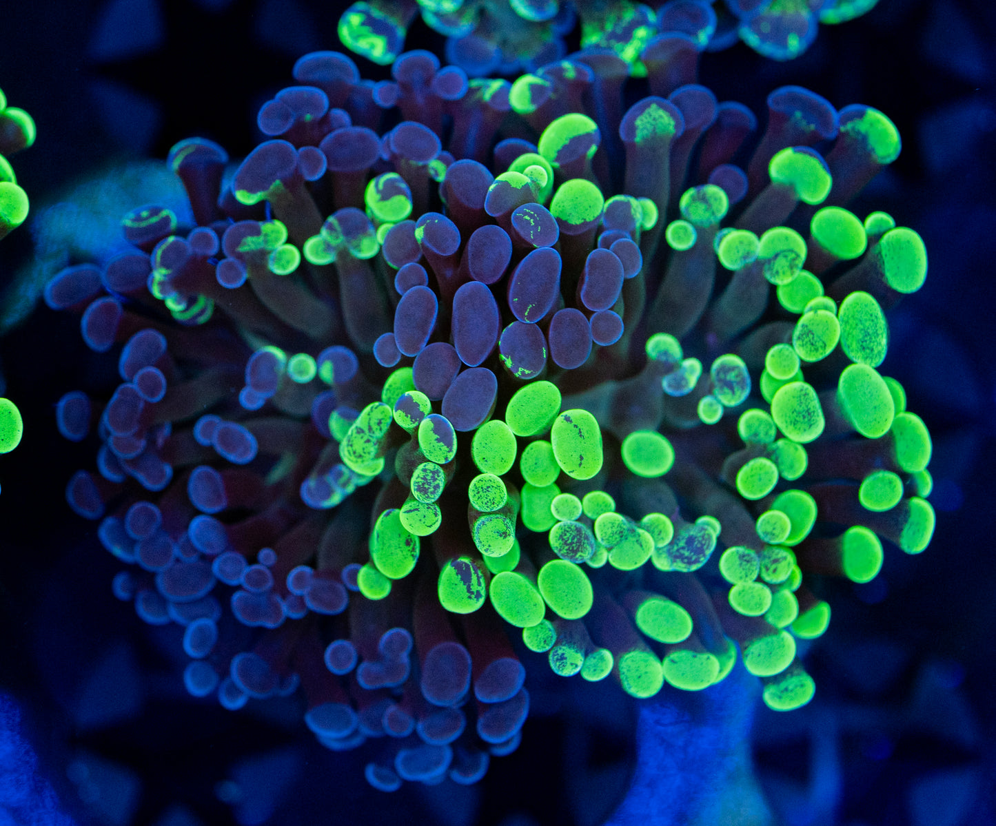 bio colors splatter Hammer