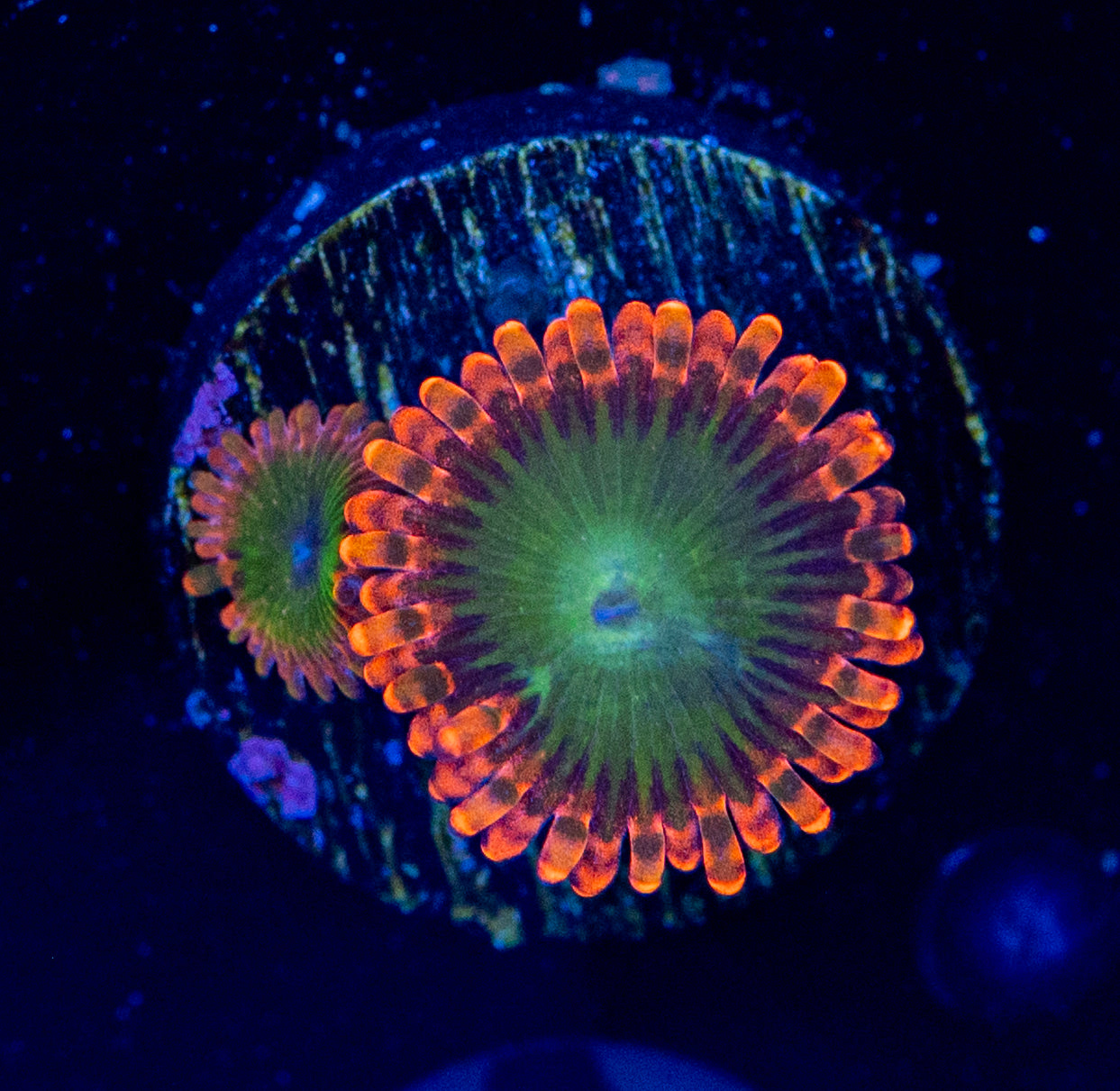 Oompa Loompa Zoa