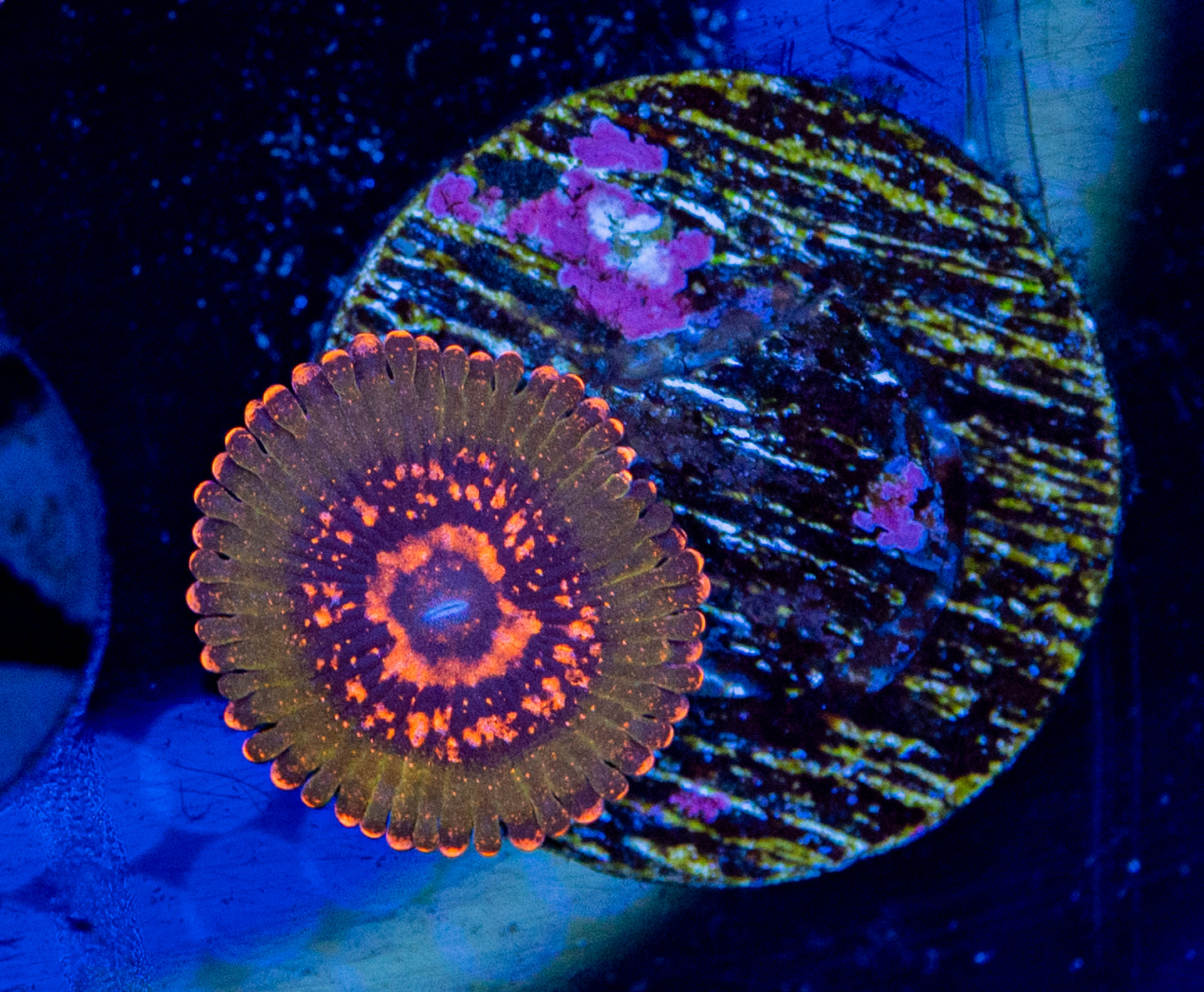 Azz Krak Zoa