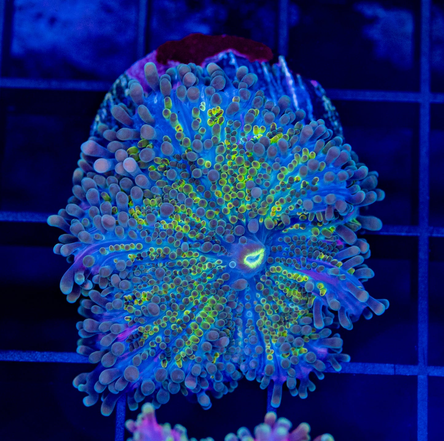 Yuma Mushroom