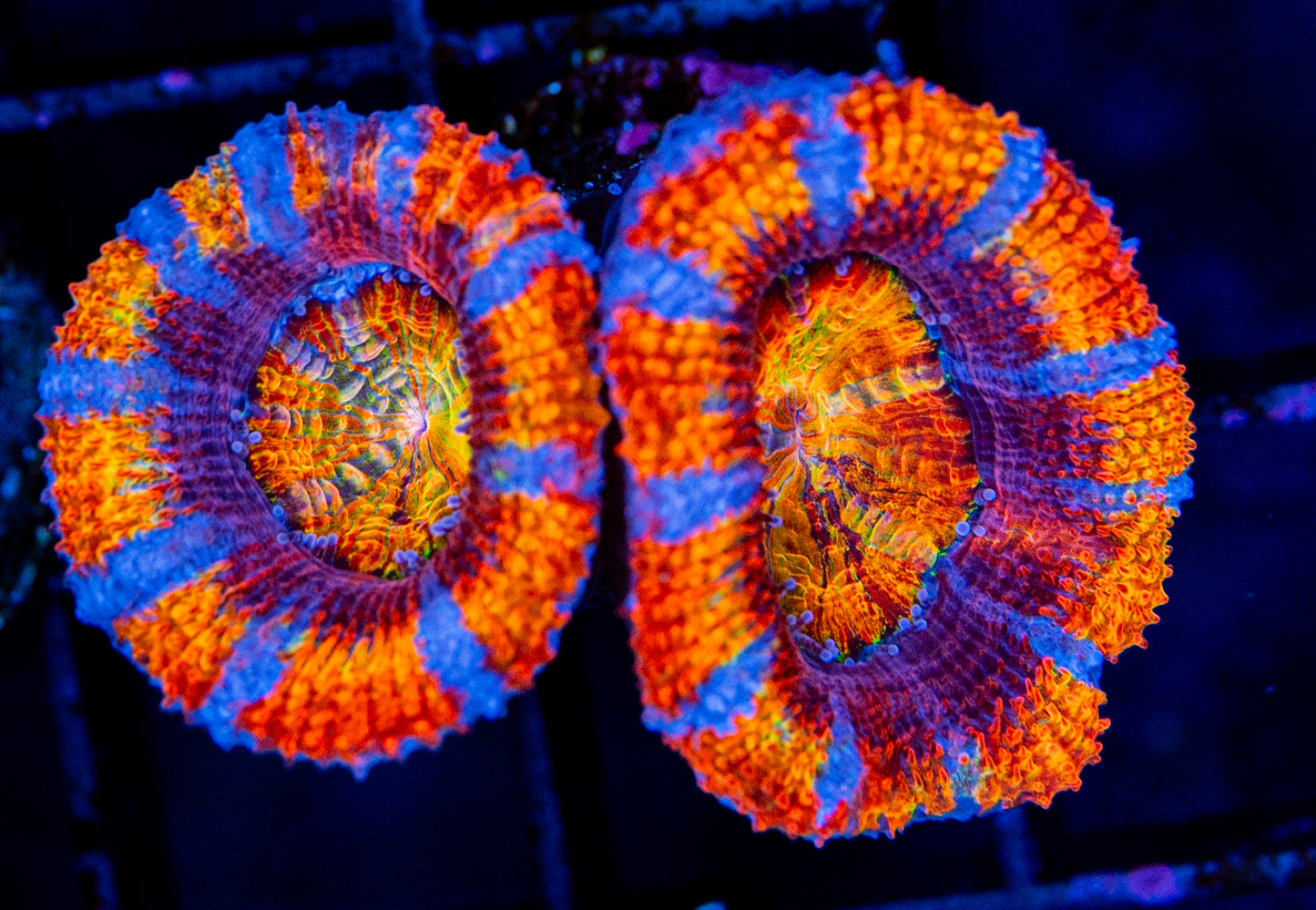 RAS Circus Sunset Rainbow Acan WYSIWYG