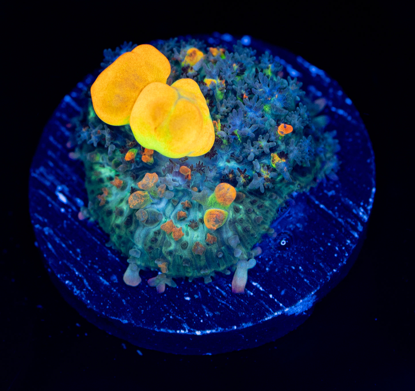OG Bounce Mushroom WYSIWYG F08