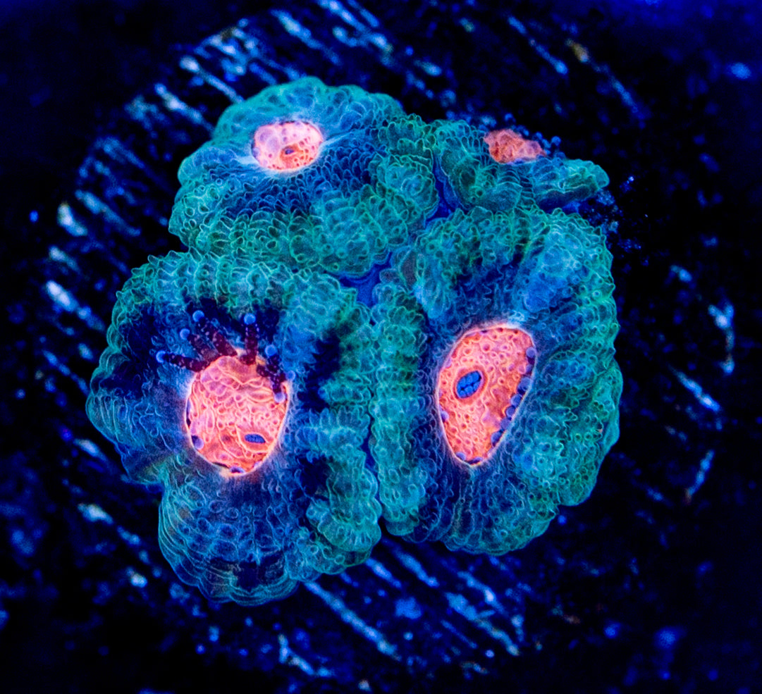 RAS Cotton Candy Micromussa WYSIWYG