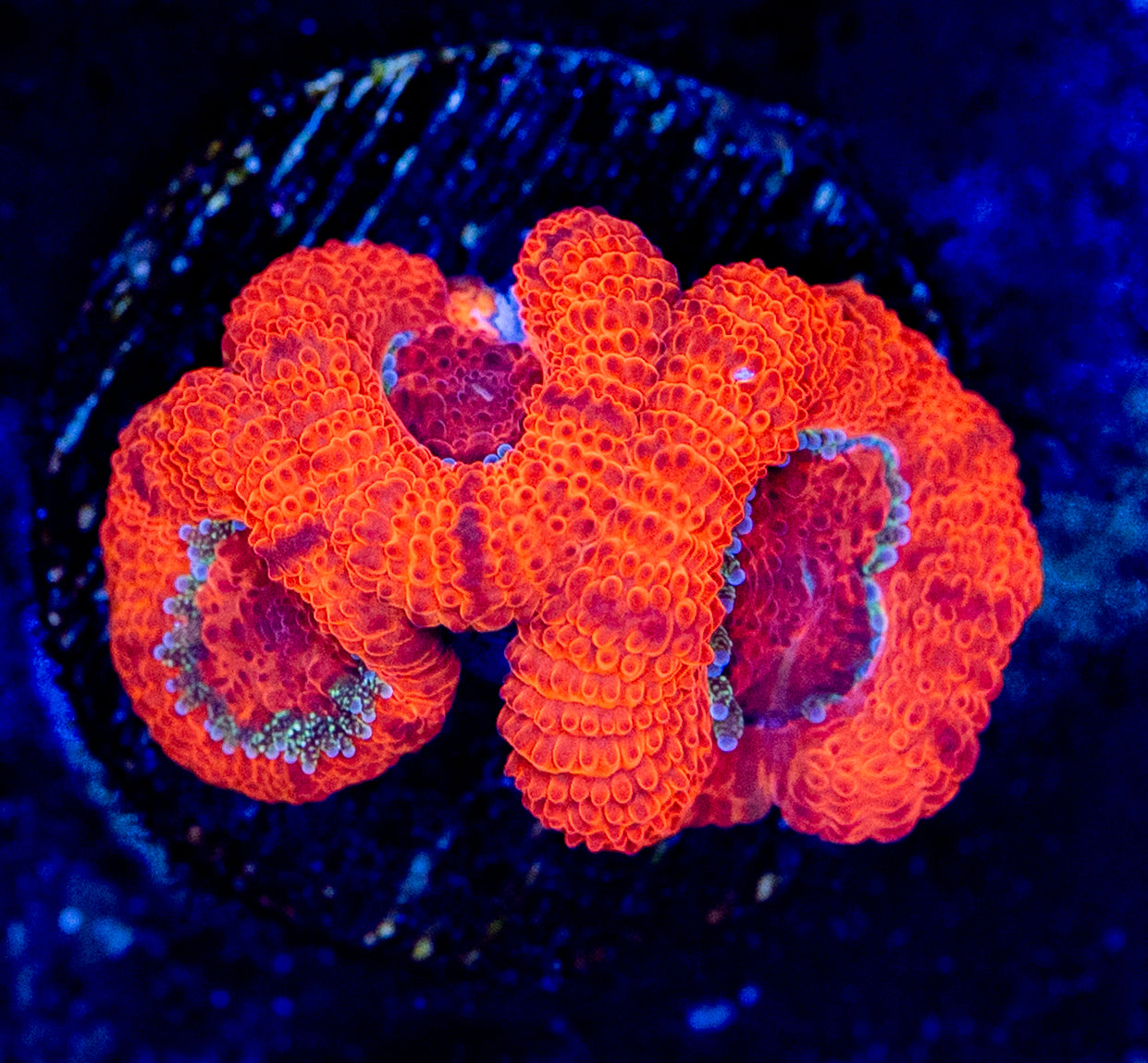RAS Redhots Micromussa WYSIWYG 01