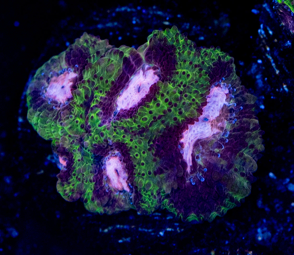 RAS Pink Diamond Micromussa WYSIWYG 02
