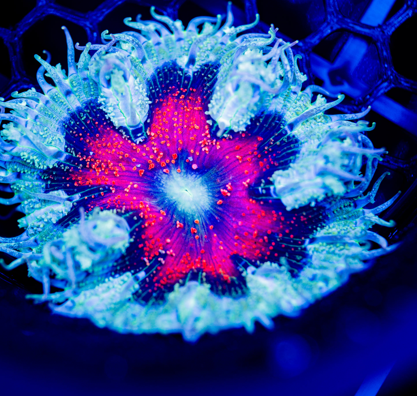 E32 Rock Flower